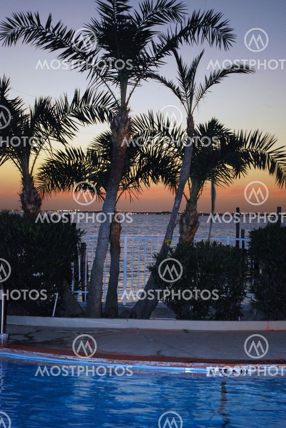 plam trees at sunset