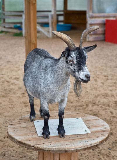 Goat on the farm, happy life, Goat black and gray, Goat...