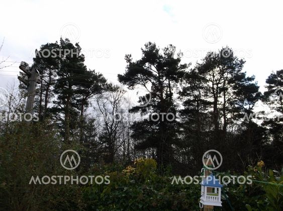 Wildlife with bird house