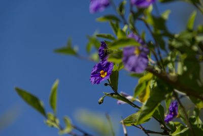 plant, flower, bloom, blossom, flowering, red, seed,...