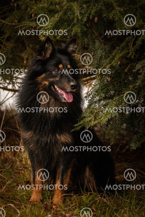 Portrait of Bohemian Shepherd under the pine.