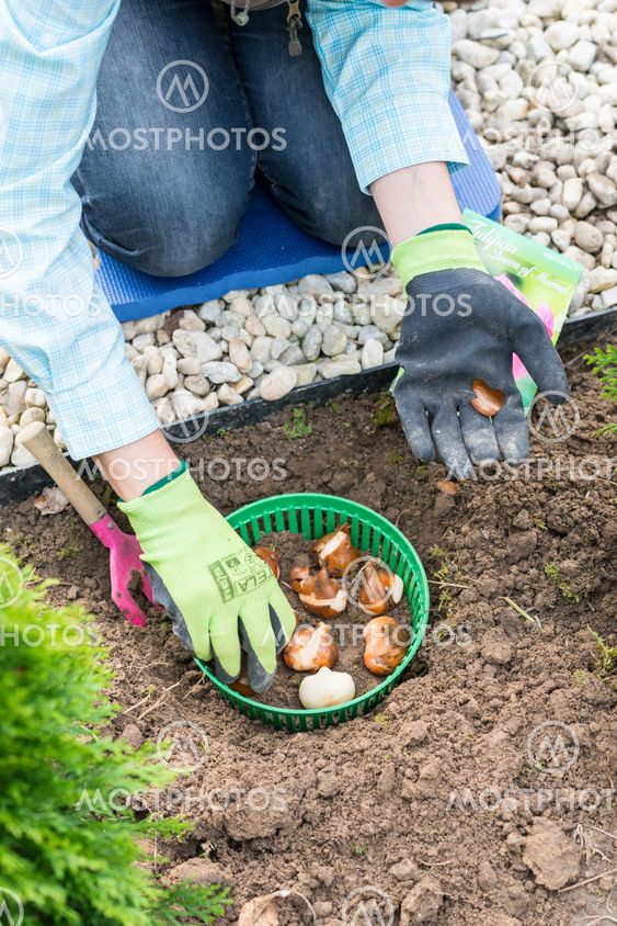 Woman planting tulip bulbs