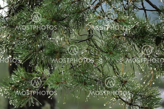 Raindrops and needles