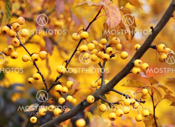 Close up of branches and berries