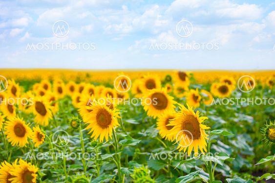 yellow sunflowers field