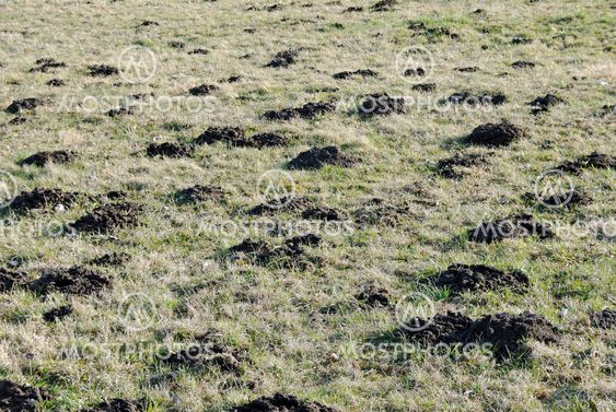 molehill