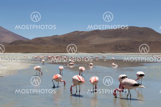 Flamingos on Laguna Hedionda