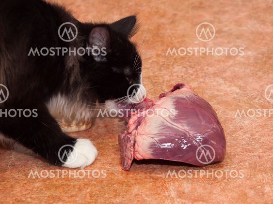 Cat and heart