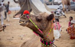 Camels at the Pushkar Fair, also called the Pushkar Camel...