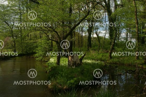 Trout brook