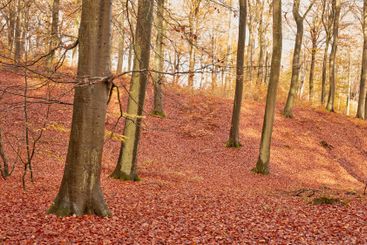 Nature, leaves and branches in field in Autumn with...