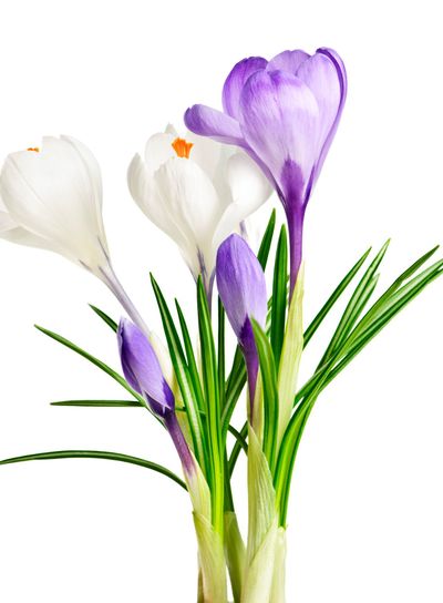 Spring crocus flowers