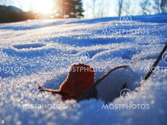 Red frozen leaf and cold winter morning