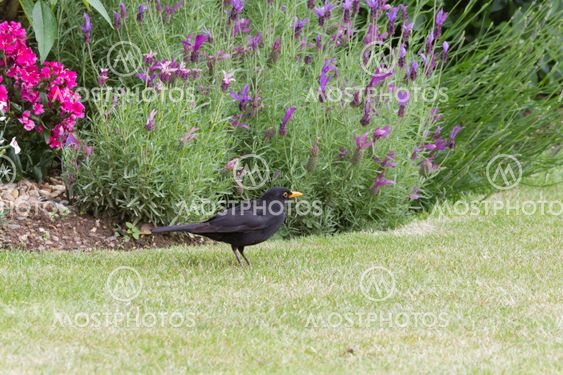 Blackbird, Turdus merula