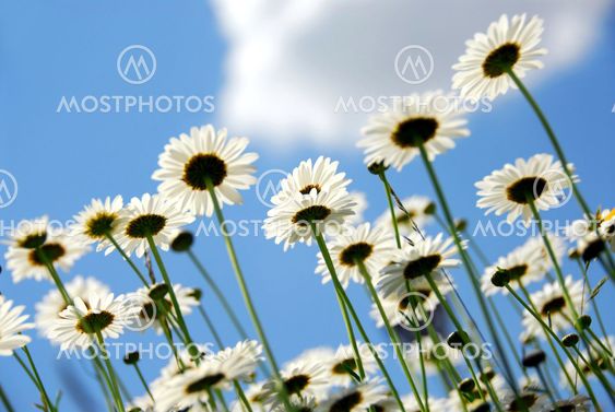 Daisies with blue sky