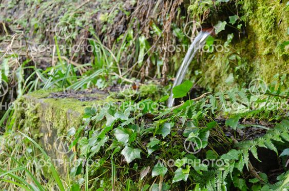 Ivy Fountain