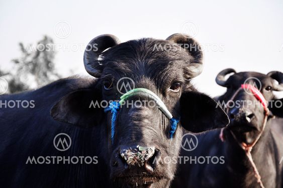 Buffaloes at a dairy farm in India