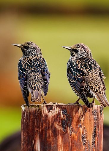 Two starlings perched on a stump, feathers iridescent,...
