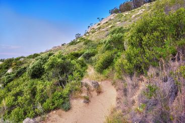 Plants, rocks and environment with nature, path and...