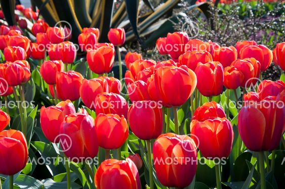 tulip in flower field