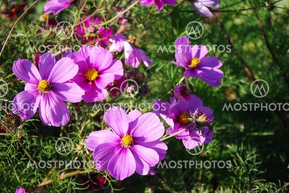 Shiny pink flowers