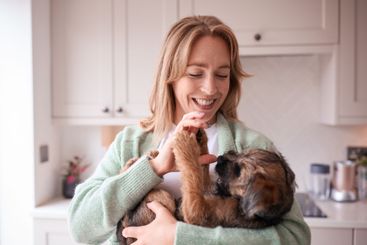 Female Owner Holding And Cuddling Playful Border Terrier...