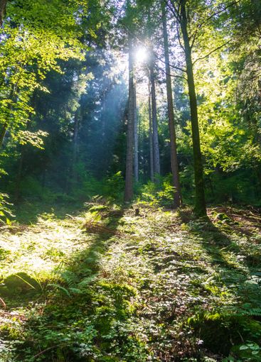 Ray of sunlight in a green forest