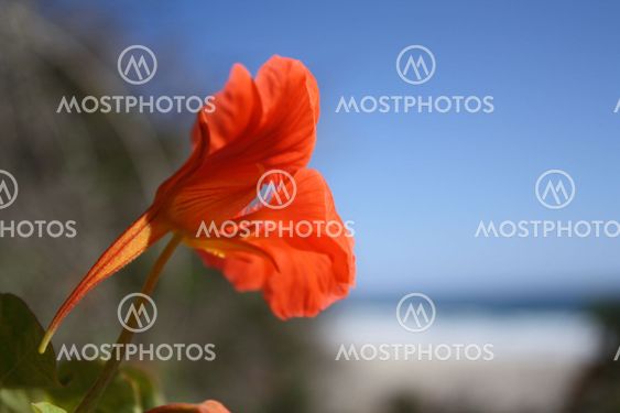 flower on the beach