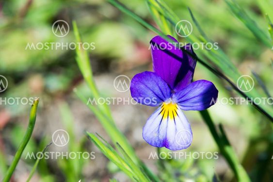 Violet flower and green leaves