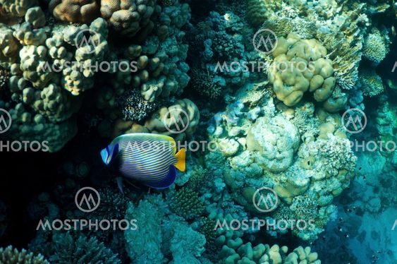 Coral and fish