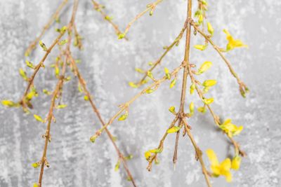 Yellow forsythia suspensa spring. Flowers bloom from buds...