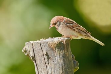 Bird, sparrow and stump in nature for environment,...