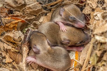 Brood of newborn mice cuddling to each other