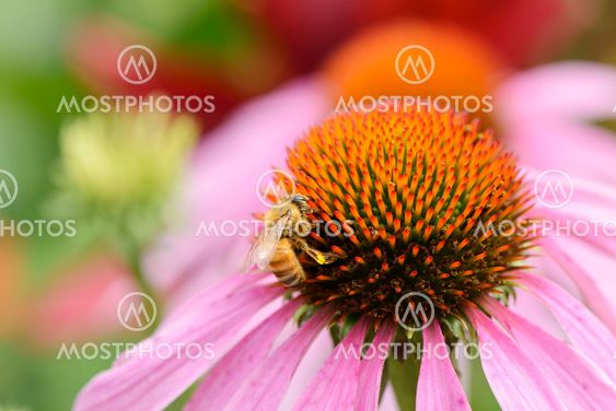 bee on a head of echinecea flower