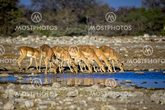 blackfaced impala drinking water in etosha national park