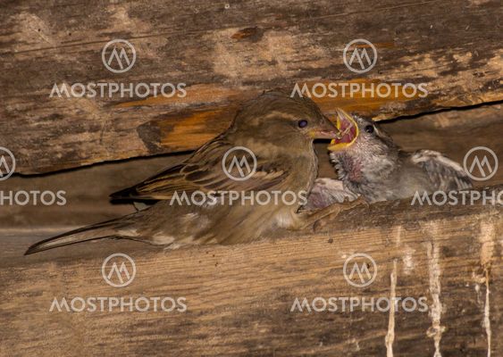 Feeder bird chicks