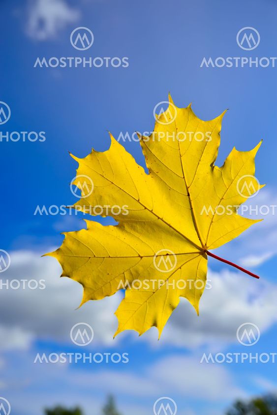 Maple sunshine
