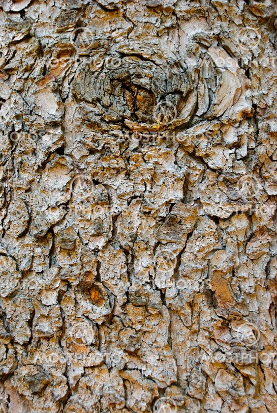 Bark Texture