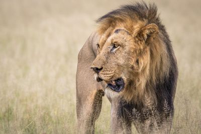 Male Lion in the high grass.