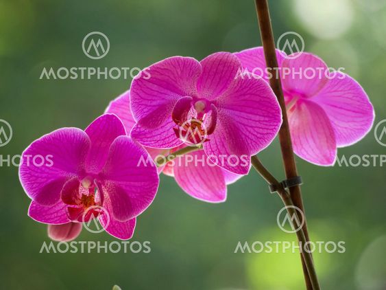 purple orchids
