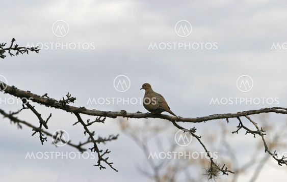 Mourning Dove