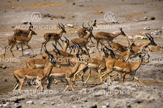 a group of blackfaced impala near a waterhole at etosha national park namibia