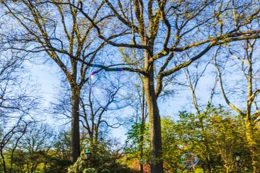 Large transparent soap bubble floating among tree branches