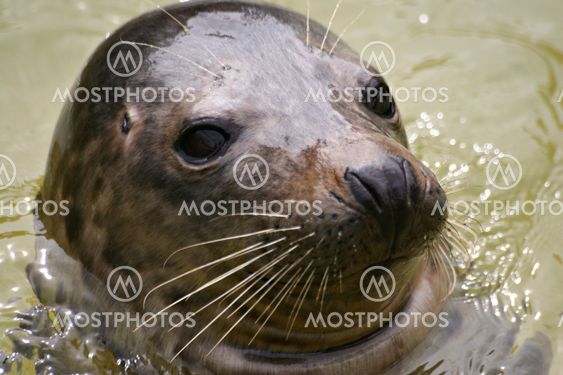 Seal