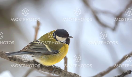 great tit on brunch