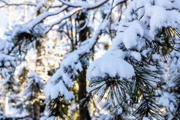 snow-covered natural green pine tree twig close-up