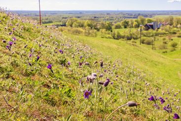 Lot of Pasque flower in bloom on a meadow a sunny day at...
