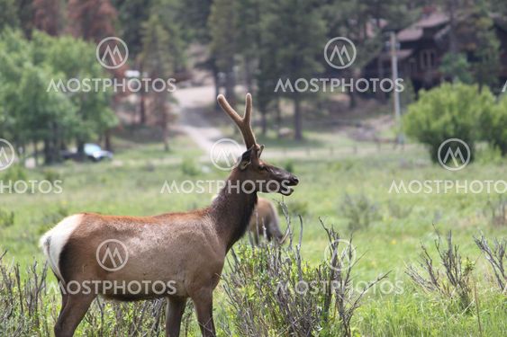 Bugling Male Elk