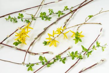 Flat lay of yellow flowers forsythia and pussy willow...
