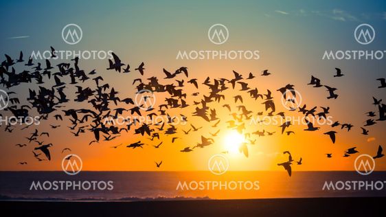 Flocks of birds over the ocean during an amazing sunset.